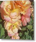 Salmon Rose Metal Print