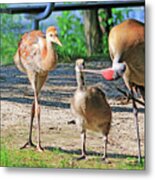 Sandhill Crane Feeding An Adopted Canada Goose Gosling Metal Print