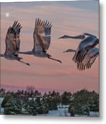 Sandhill Cranes In Flight Metal Print