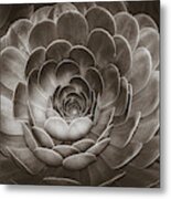 Santa Barbara Succulent#16 Metal Print