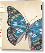 Sasakia Charonda Butterfly Metal Print