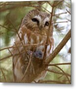Saw-whet Owl On Watch Metal Print