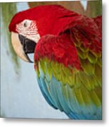 Scarlet Macaw At The Sarasota Jungle Gardens 2 Metal Print