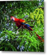 Scarlet Macaw In Costa Rica Forest Metal Print