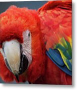 Scarlet Macaw Portrait Metal Print