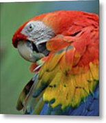 Scarlet Macaw Preening Iii Metal Print