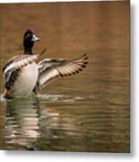 Scaup In The Water I Metal Print