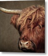 Scottish Highlander Portrait Metal Print