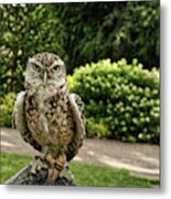 Screech Owl In A Park In York Uk Metal Print