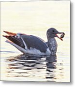 Sea Gull Metal Print