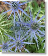 Sea Hollies In Bloom Metal Print