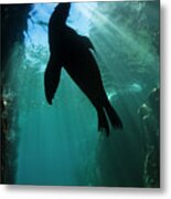 Sea Lion Silhouette Metal Print