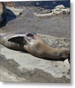 Sea Lions In The Sun Metal Print