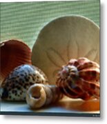 Sea Shells Window Sill Metal Print