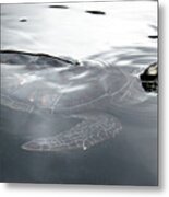 Sea Turtle Metal Print