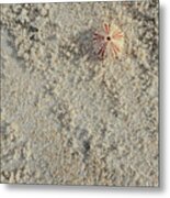 Sea Urchin Shell On Sandy Beach Metal Print