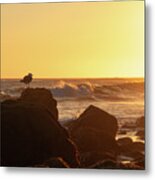Seagull Enjoying The Sunset Metal Print