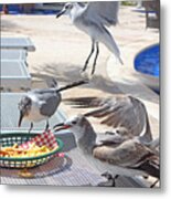 Seagull Lunch Metal Print