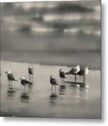 Seagulls Enjoying A Sunset-semi-abstract Metal Print