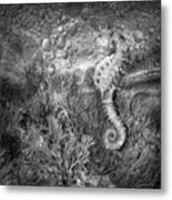 Seahorse At The Reef Black And White Metal Print