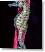 Seahorse On Gorgonian Coral Metal Print