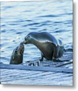 Seal Love Metal Print