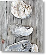 Seashell Beauty Metal Print