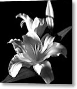 Sectracular Black And White Lily Flower For Prints Metal Print