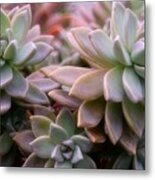 Sensational Succulents Metal Print