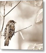 Sepia Sparrow Metal Print
