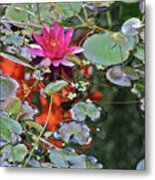 September Rose Water Lily 2 Metal Print