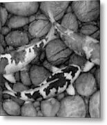 Serenity Koi In Black And White Metal Print