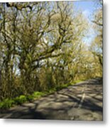 Shadows Of Tree Branches On Road Metal Print
