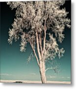Shadowscape - A Lone Tall Cottonwood Casts A Long Shadow On Nd Field Metal Print
