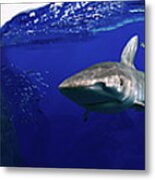 Shark Scene Metal Print