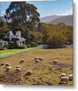 Sheep At Mission Ranch Metal Print