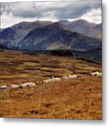 Sheep In The Scottish Highlands - Perthshire Scotland - Landscape Metal Print