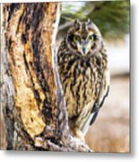 Short-eared Owl Peeking Metal Print