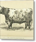 Shorthorn Ox Q1 Metal Print