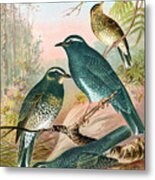 Siberian Thrush By Johann Friedrich Naumann Metal Print