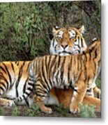 Siberian Tiger Cub Guarding Mom Wildlife Rescue Metal Print