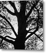 Silhouetted Tree Vii Bw Metal Print
