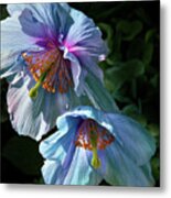 Silk Poppies Metal Print