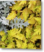 Silver Ragwort Silver Dust With Coleus Foliage Metal Print