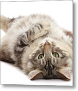 Silver Tabby Fluffy Cat Rolling On Back Metal Print