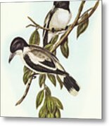 Silvery-backed Butcher-bird, Cracticus Argenteus Metal Print
