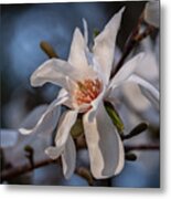 Simply Elegant Bloom Metal Print