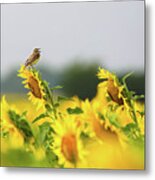 Singing Bird On Sunflowers Metal Print