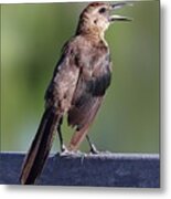 Singing In The Morning Metal Print