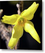 Single Bloom Metal Print